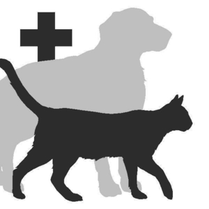 Кастрация кошек и собак на дому