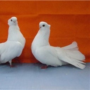 Продам белых голубей