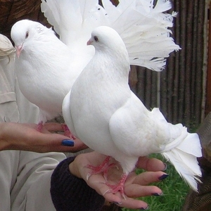 белые голуби