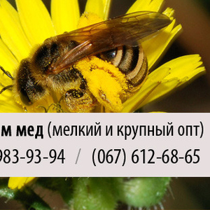 Покупаем пчелиный мед крупным и мелким оптом в Запорожье