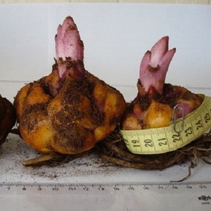 Продам (предлагаю) луковицу лилии и тюльпана